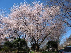 cherry-blossoms3